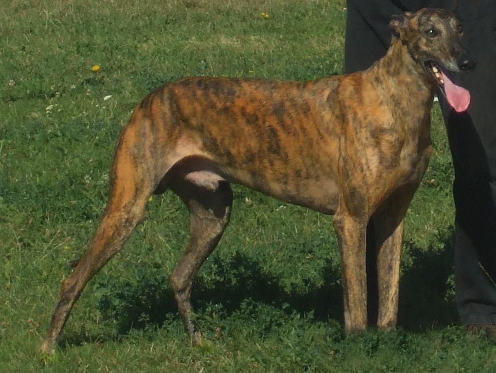 Magyar agár - The Breed Archive