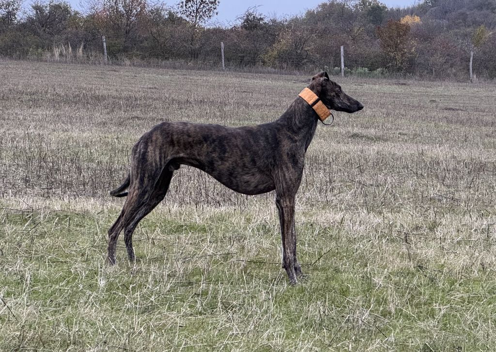 Magyar agár - The Breed Archive
