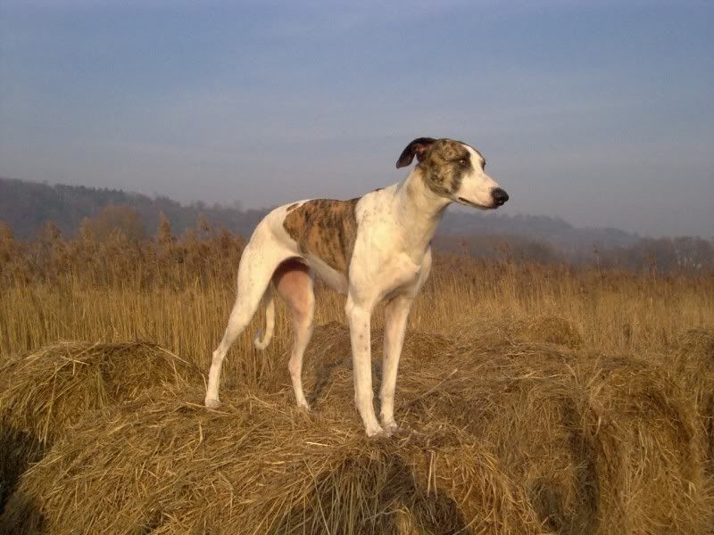 Magyar agár - The Breed Archive