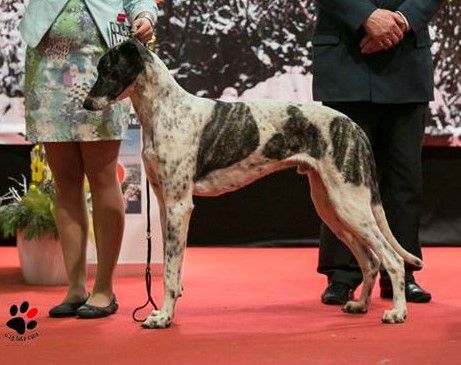 Magyar agár - The Breed Archive